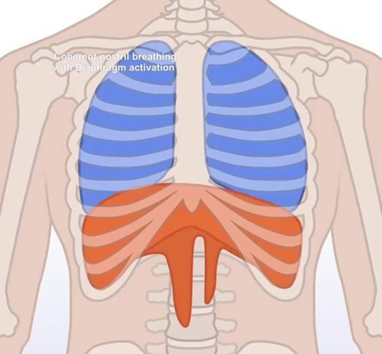 <p>Volume increases and pressure decreases, resulting in inhalation.</p>