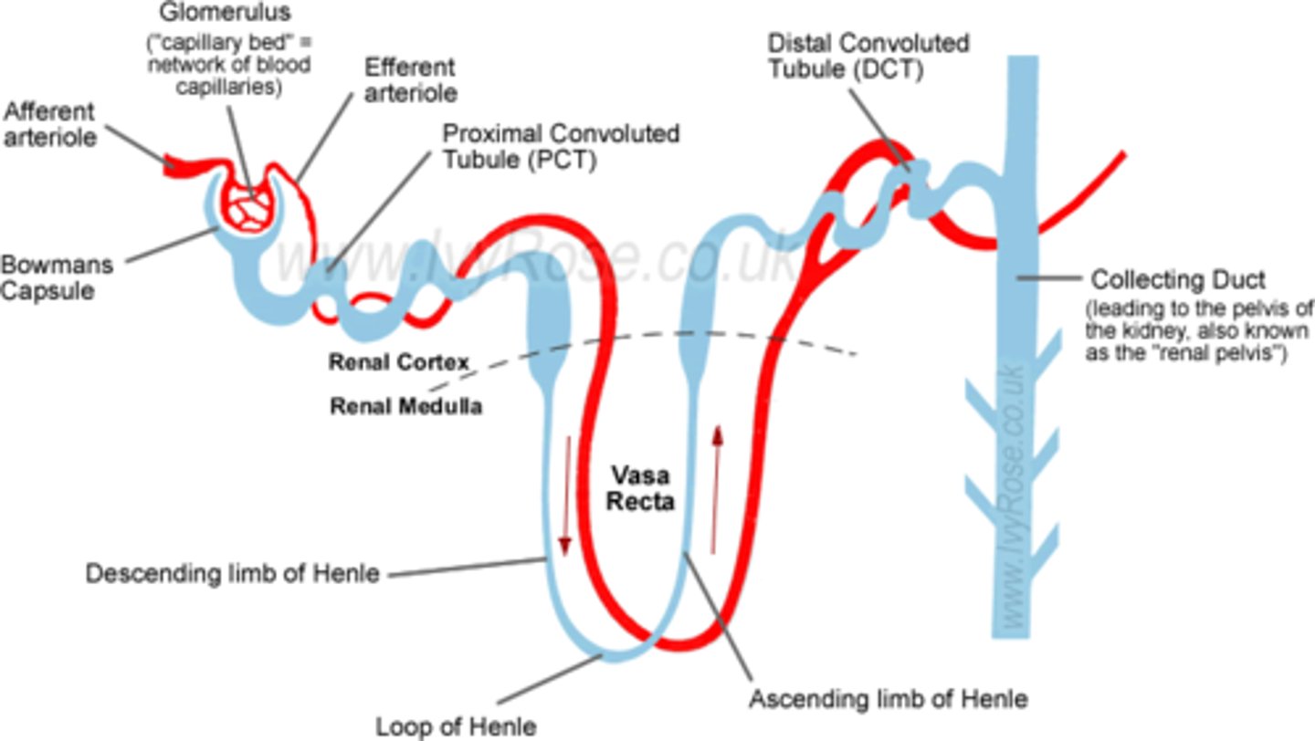 <p>- A kidney filtering unit<br>- Blood enters the kidney at high pressure from the renal artery which leads to the glomerulus which contains a knot of capillaries<br>- Blood vessels narrow, increasing blood pressure which forces small molecules out the capillary wall into the Bowman's capsule<br>- Selective reabsorption happens as the filtrate moves through the nephron tubule<br>- It moves through the loop of Henlé to the collecting duct where it regulates the amount of salt / water in the body by reabsorbing extra salts or water<br>- Excretion happens when waste solution collects in the the collecting duct and travels to the bladder before it is removed</p>
