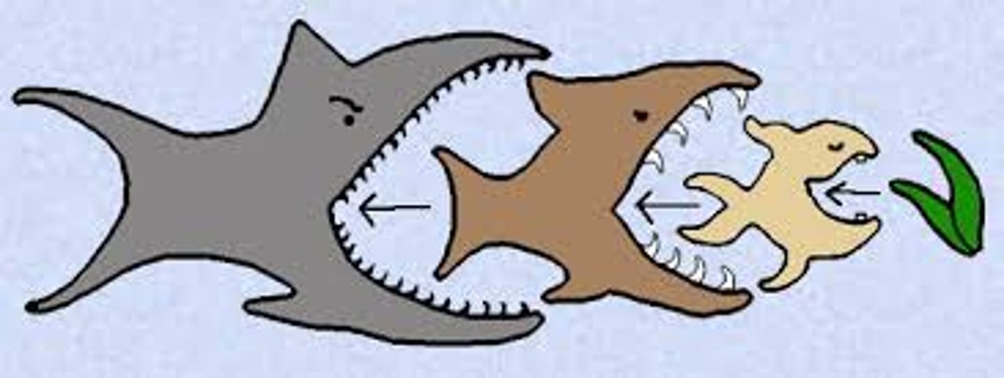 <p>an ecological process that happens when the removal or addition of a top predator triggers a chain reaction that impacts other species throughout the ecosystem, cascading down the food web to affect lower trophic levels, from prey populations to the plants they eat</p>