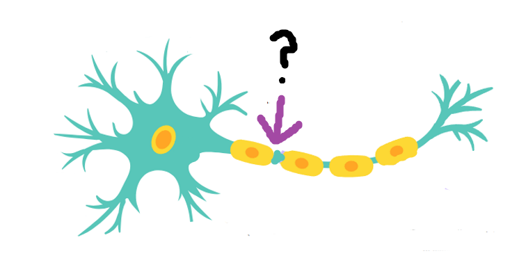 <p>Identify this part of the neuron and its function:</p>