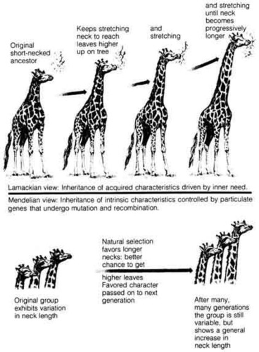 <p>first pro biologist to support biological evolution</p><p>theory inheritance of aquired traits (observed the same fossil evidence as cuvier - that fossils become less simmilar to modern species the older they are- but interpreted it as evidence that pecies change/evolve over time)</p>