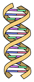 <p>DNA</p>