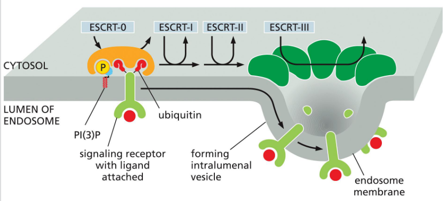 <p><span>complexes mediate membrane remodeling for:</span></p><ul><li><p><strong><span>Cargo sorting into multivesicular bodies (MVBs)</span></strong><span> for lysosomal degradation</span></p></li><li><p><strong><span>Plasma and organelle membrane repair</span></strong></p></li><li><p><strong><span>Nuclear envelope sealing</span></strong><span> after mitosis</span></p></li></ul><p>cells that have defective function:</p><ul><li><p><strong><span>Impaired endosomal trafficking</span></strong><span>, leading to protein accumulation</span></p></li><li><p><strong><span>Membrane rupture or poor repair</span></strong><span>, triggering inflammation or cell death</span></p></li><li><p><span>Associated with </span><strong><span>neurodegeneration, cancer, and viral susceptibility</span></strong></p></li></ul><p>Early ESCRT proteins (like ESCRT-0 and ESCRT-I) act <strong>before Rab5-to-Rab7 conversion</strong>, helping sort ubiquitinated cargo into MVBs. This positions ESCRT upstream in the endosomal maturation timeline.</p><p></p>