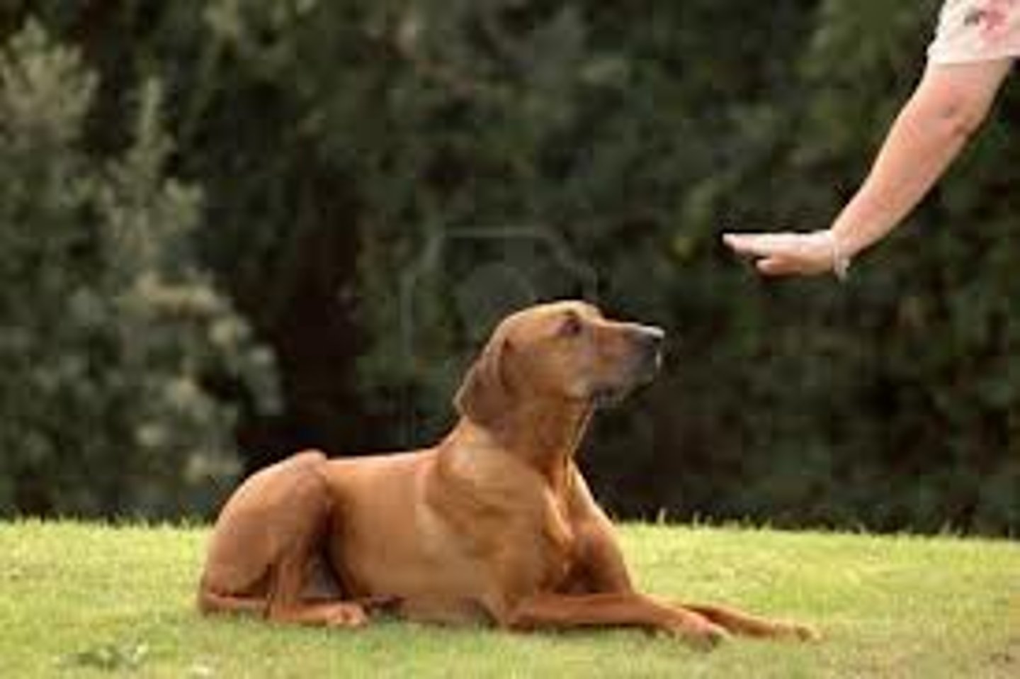 <p>obedient</p>
