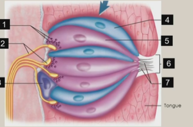 <p>contains taste hairs</p>