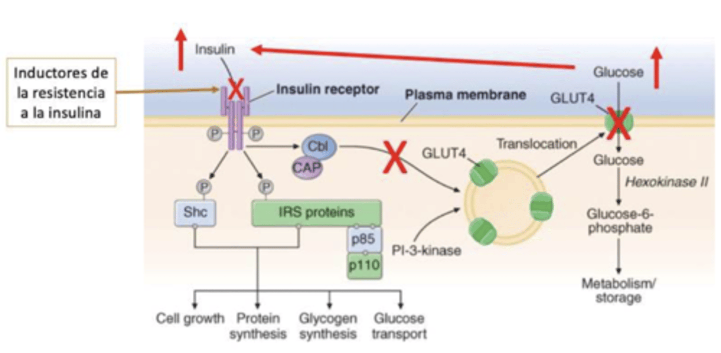 <p>algo impide que la insulina se ancle al receptor → GLUT4 no se transloca a la membrana → no produce poros → glucosa no entra a las células → ↑ glucemia</p><p>→ páncreas sintetiza ↑ insulina</p>