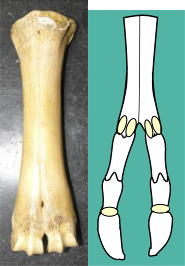 <p>The two metacarpals they have are <strong>metacarpals 3 and 4</strong></p><ul><li><p>Are FUSED TOGETHER; looks like a mega-cannon bone of a horse</p></li><li><p>At the distal end, has grooves where the proximal phalanges would fit… are also for <strong>2 pairs of proximal sesamoids</strong></p></li></ul><p></p><p>Digits 3 & 4:</p><ul><li><p>All bones present</p></li><li><p>Weight bearing</p></li><li><p>2 x proximal interphangeal joint </p></li><li><p>2 x distal interphalangeal joint</p></li><li><p><strong>2 x distal sesamoid bones</strong></p></li></ul><p></p><p>** Digits 2 and 5…</p><ul><li><p>Present as dewclaws / little hooves on the palmar aspect of the metacarpo/metatarso-phalangeal joint</p></li><li><p>1st digit is absent</p></li></ul><p></p>