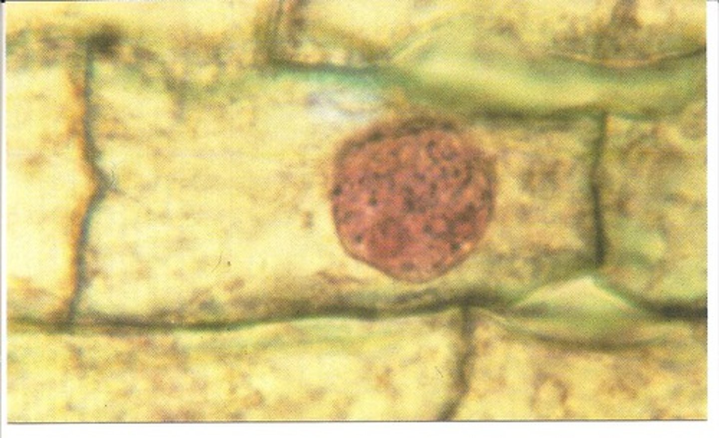 <p>Cell grows, performs its normal functions, and prepares for division; consists of G1, S, and G2 phases</p>