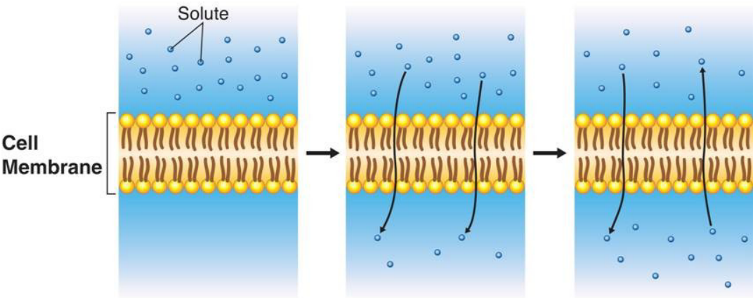Process of Diffusion Through Cell Membranes