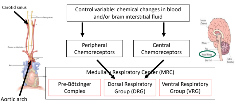 <p>respond to changes in interstitial fluid surrounding brain and send signal to control center in DRG</p>