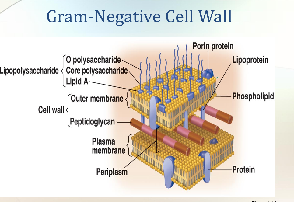 <p><span style="background-color: transparent;"><strong>Cell Wall</strong></span></p><ul><li><p><span style="background-color: transparent;">Made of <strong>peptidoglycan (PG)</strong>.<br><br></span></p><ul><li><p><span style="background-color: transparent;"><strong>Peptido</strong> → peptide (protein cross-links).<br><br></span></p></li><li><p><span style="background-color: transparent;"><strong>Glycan</strong> → sugar chains (NAG and NAM).<br><br></span></p></li><li><p><strong>Bacterial Cell Wall</strong> </p><ul><li><p>A <strong>tough, semirigid structure</strong> around the plasma membrane.</p></li><li><p>Found in <strong>almost all prokaryotes</strong>.</p></li></ul><p> </p><div data-type="horizontalRule"><hr></div><p> <span data-name="wrench" data-type="emoji">🔧</span> <strong>Functions of the Cell Wall</strong> </p><ol><li><p><strong>Prevents rupture</strong> → keeps the cell from bursting when water pressure inside is higher than outside.</p></li><li><p><strong>Gives shape</strong> → rod, sphere, spiral.</p></li><li><p><strong>Anchor for flagella</strong> → flagella are attached to the wall.</p></li><li><p><strong>Helps bacteria cause disease</strong> → contributes to virulence.</p></li><li><p><strong>Target for antibiotics</strong> → many drugs attack the cell wall.</p></li><li><p><strong>Used for identification</strong> → chemical composition helps distinguish Gram-positive vs Gram-negative bacteria.</p></li></ol><p> </p><div data-type="horizontalRule"><hr></div><p> <span data-name="scales" data-type="emoji">⚖</span> <strong>Comparison with Eukaryotic Cell Walls</strong> </p><ul><li><p>Some eukaryotes (plants, algae, fungi) also have cell walls.</p></li><li><p>But <strong>eukaryotic walls</strong> are:</p><ul><li><p>Chemically different</p></li><li><p>Simpler</p></li><li><p>Less rigid than bacterial cell walls.</p></li></ul></li></ul></li></ul></li></ul><p><span style="background-color: transparent;"><strong>Gram-Positive Cell Wall</strong></span></p><ul><li><p><span style="background-color: transparent;">Thick layers of PG.<br><br></span></p></li><li><p><span style="background-color: transparent;">Contains <strong>teichoic acid</strong> (alcohol + phosphate).<br><br></span></p></li><li><p><span style="background-color: transparent;">Functions: structural support, cell wall maintenance.<br><br></span></p></li></ul><p><span style="background-color: transparent;"><strong>Gram-Negative Cell Wall</strong></span></p><ul><li><p><span style="background-color: transparent;">Thin PG layer.<br><br></span></p></li><li><p><span style="background-color: transparent;">Outer membrane present (lipids, proteins, LPS).<br><br></span></p></li></ul><p><span style="background-color: transparent;">More resistant to antibiotics.<br></span></p>