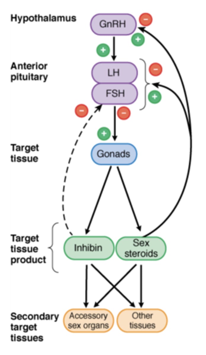 <p>Gonadotropic Hormones GnRH, LH, FSH</p>