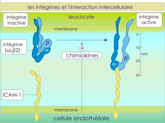 <ul><li><p><span><strong>ICAM-1</strong></span></p></li><li><p><span><strong>ICAM-2</strong></span></p></li><li><p><span><strong>VCAM-1</strong></span></p></li><li><p><span><strong>MAdCAM-1</strong></span></p></li></ul><p><span>Ce sont des <strong>CAM = molécules d’adhésion cellulaire</strong>.</span></p>