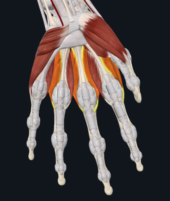 <p>What muscles are these</p>