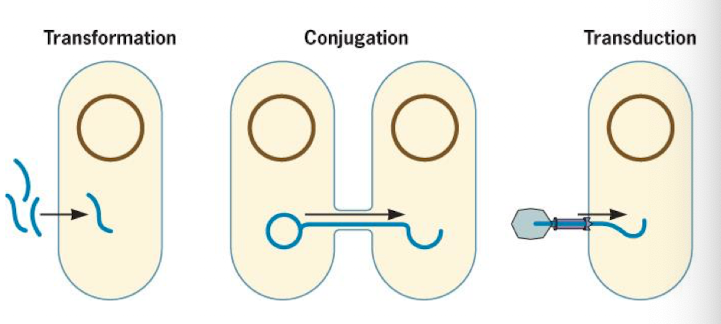 <p>Genetic exchange in prokaryotes that doesn’t rely on reproduction. Small amounts of DNA exchanged</p><ol><li><p>Transformation</p></li><li><p>Transduction</p></li><li><p>Conjugation</p></li></ol><p></p>
