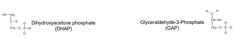 <p>Glyceraldehyde-3-phosphate (GAP) and Dihdroxyacetone Phosphate (DHAP )</p>