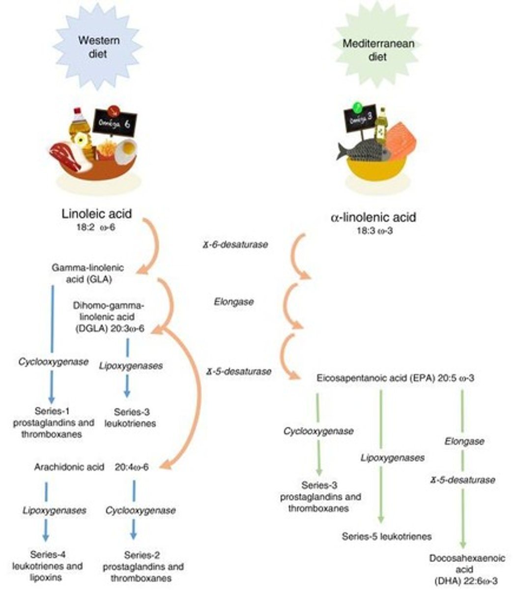 <p>Omega-6 fatty acid from animal sources.</p>