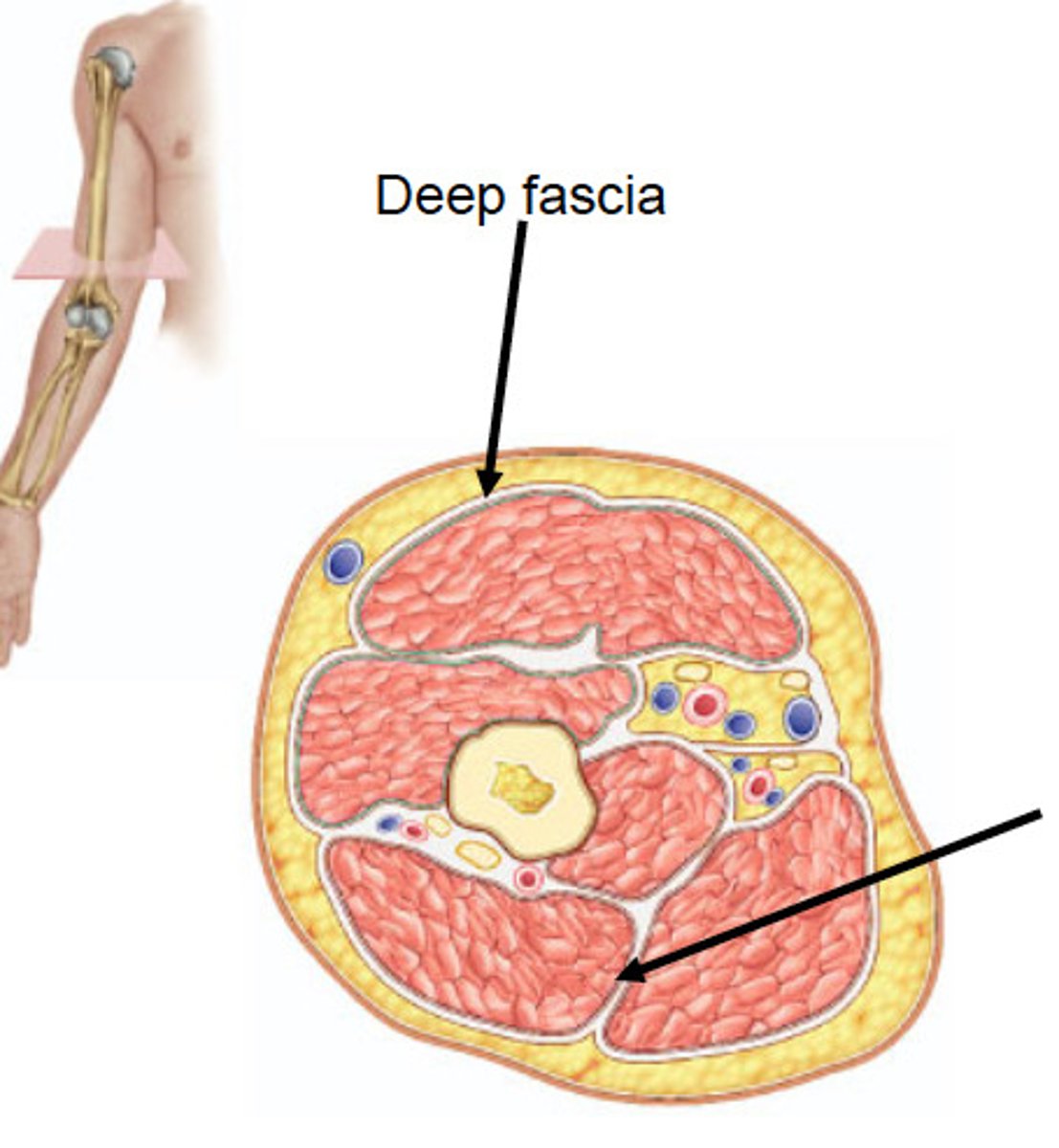 <p>dense connective tissue on the surface of individual muscles</p>