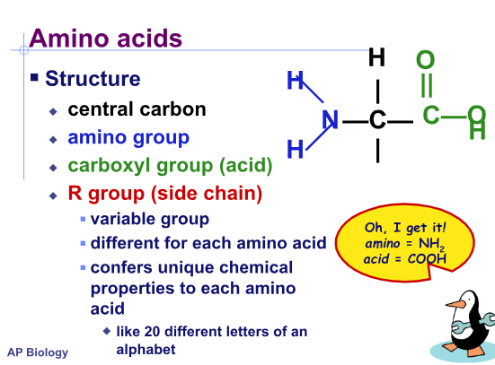 <p>structure of amino acids:</p>