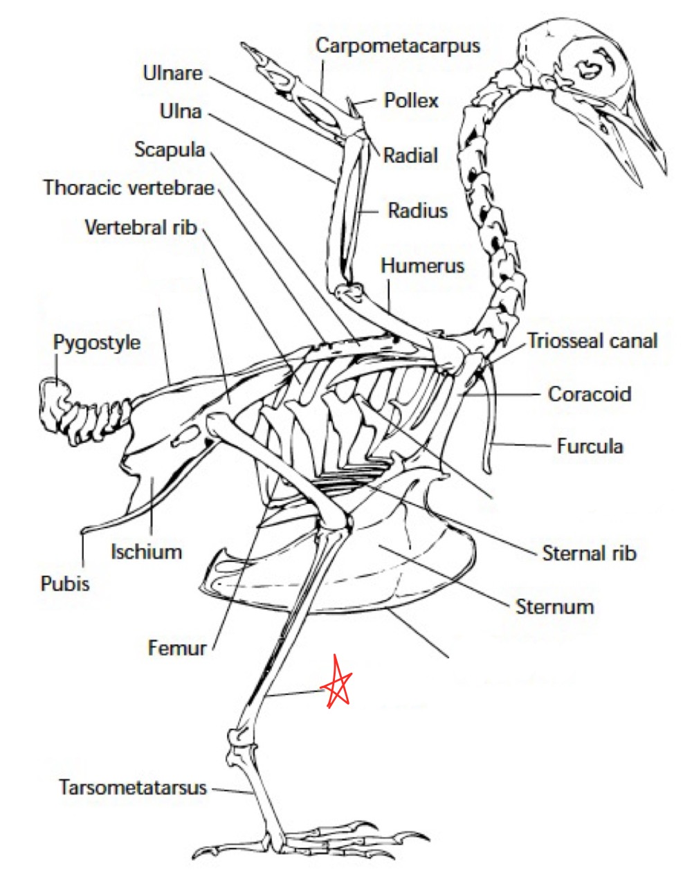 knowt flashcard image
