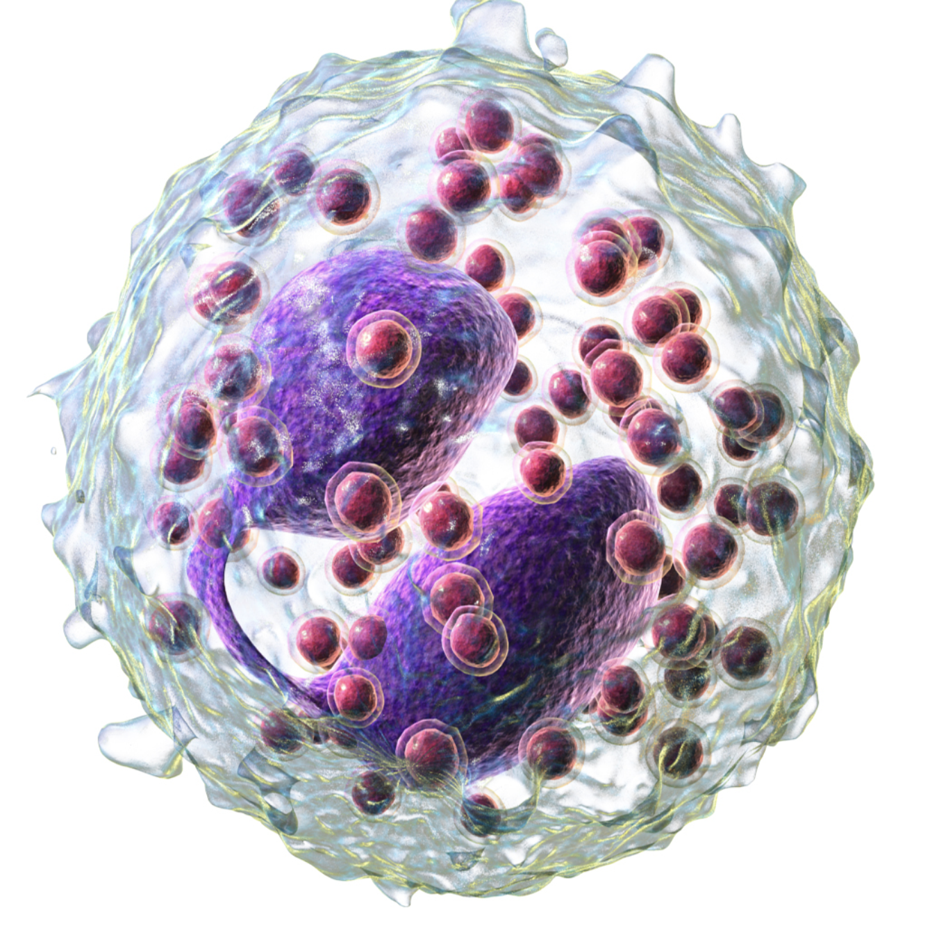 <p>what is the function of the eosinophils? (part of leukocytes)</p>