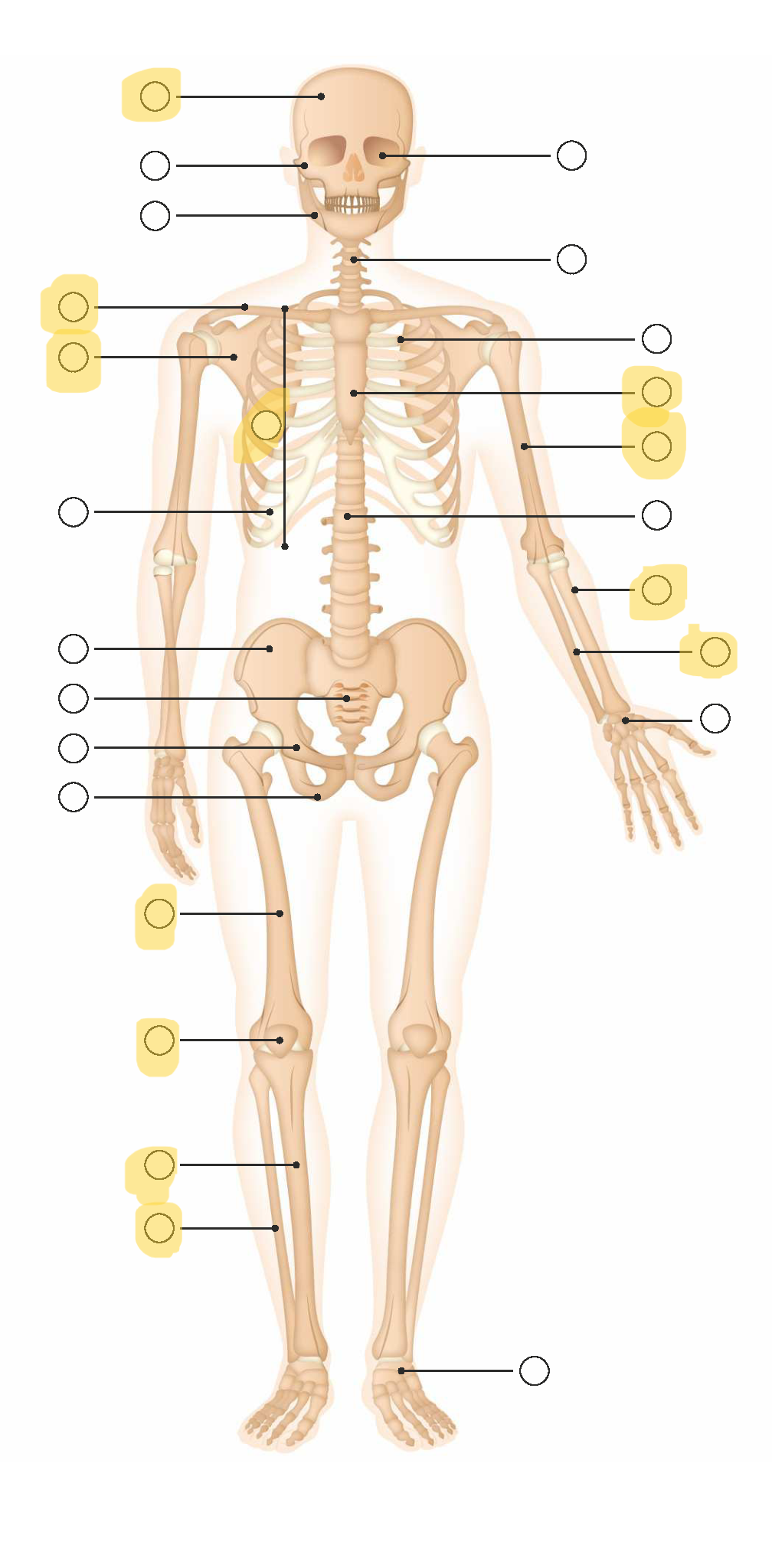 Wie auf Bild:
1. Schädel
2. Oberkiefer
3. Unterkiefer
4. Schlüsselbein - Clavicula
5.  Schulterblatt - Scapula
6. Brustkorb - Thorax
7. Rippenbogen
8. Darmbein
9. Kreuzbein
10. Schambein
11. Sitzbein 
12. Oberschenkelknochen - Femur
13. Kniescheibe - Patella
14. Schienbein - Tibia
15. Wadenbein - Fibula
16. Augenhöhle
17. Halswirbelsäule
18. Rippen
19. Brustbein - Sternum
20. Oberarmknochen - Humerus
21. Wirbelsäule
22. Speiche - Radius
23. Elle - Ulna
24. Handwurzelknochen
25. Fusswurzelknochen