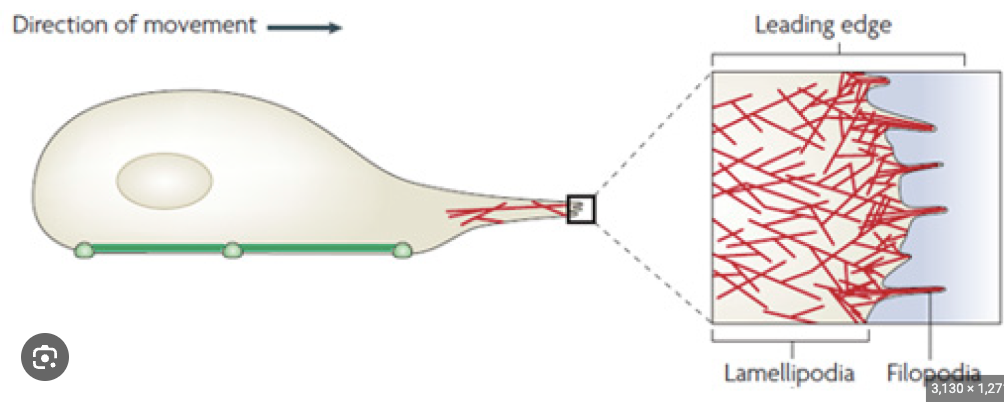 <p>Filopodia</p>