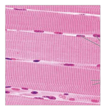 <p>Identify the tissue type based off the image below </p>