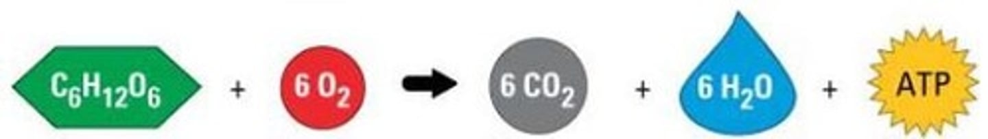 <p>glucose + oxygen --&gt; carbon dioxide + water + ATP</p>