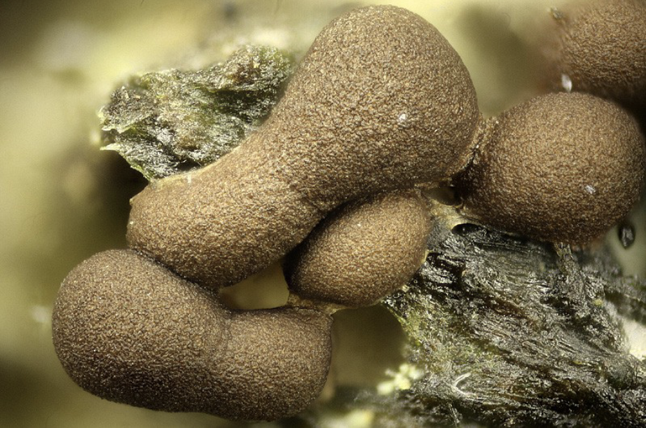 <p><em>Licea variabilis</em></p>