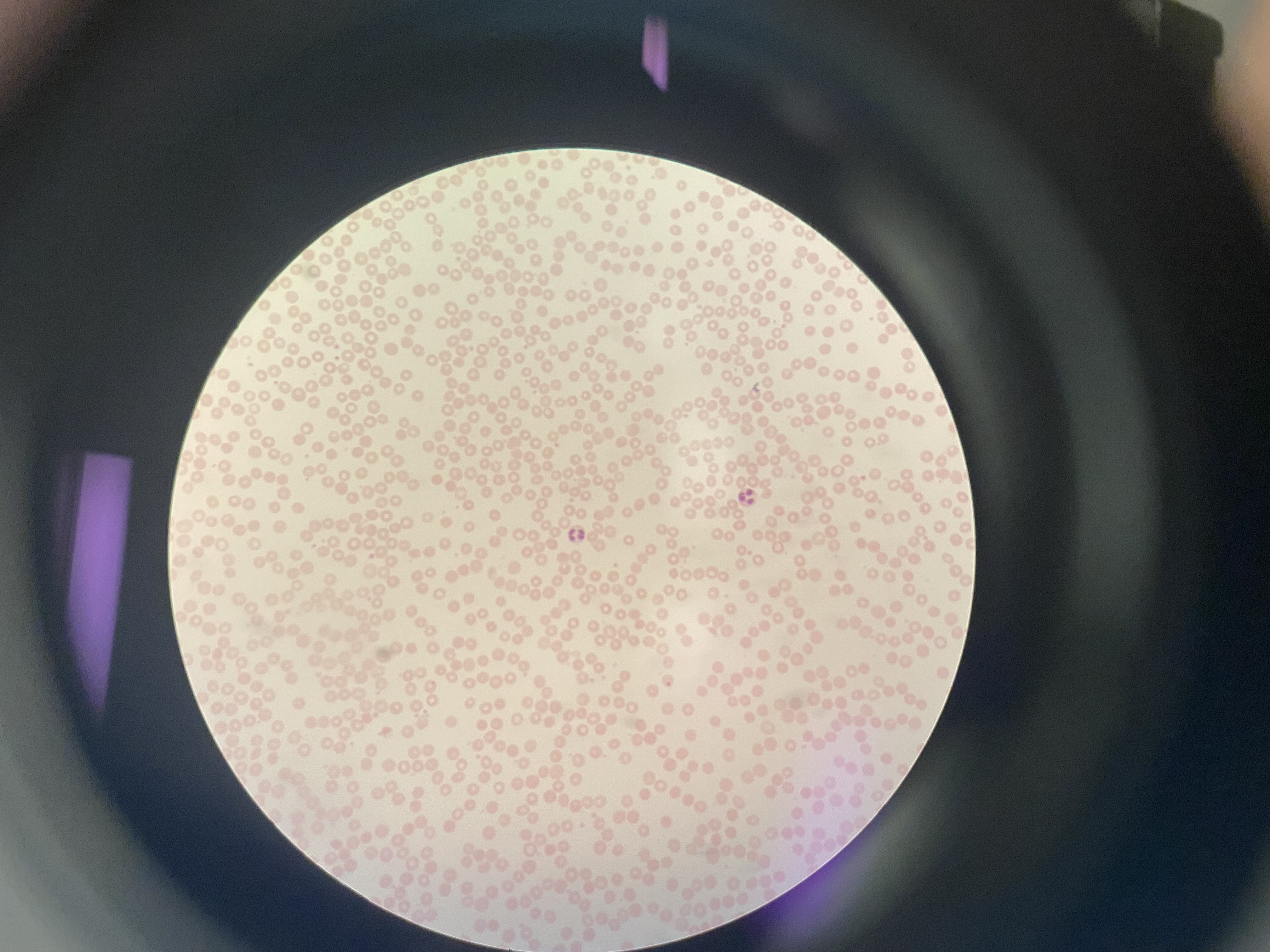 <p>What cell is this?</p>