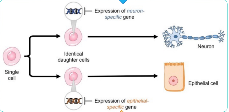 <p>Neuron specific transcription factors</p><p>Epithelial specific transcription factors</p><p>Brain specific transcription factors</p><p>Eye specific transcription factors</p><p>Ear specific transcription factors</p>