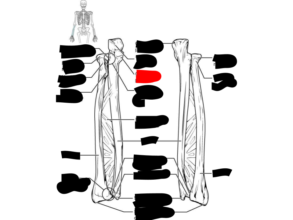 <p>ulna</p>