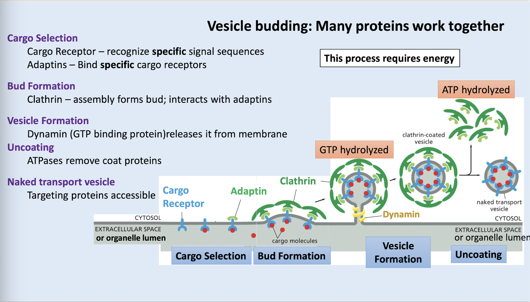 <ol><li><p>cargo selection (cargo receptor recognizes signal sequences and binds to cargo; adaptins bind to the cargo receptors)</p></li><li><p>bud formation (clathrin binds to adaptins to form bud)</p></li><li><p>vesicle formation (dynamin a GTP binding protein releases the bud from the membrane)</p></li><li><p>uncoating (ATPases remove coat proteins - adaptin and clathrin)</p></li><li><p>naked transport vesicle is revealed (now targeting proteins can access vesicle)</p></li></ol><p></p>
