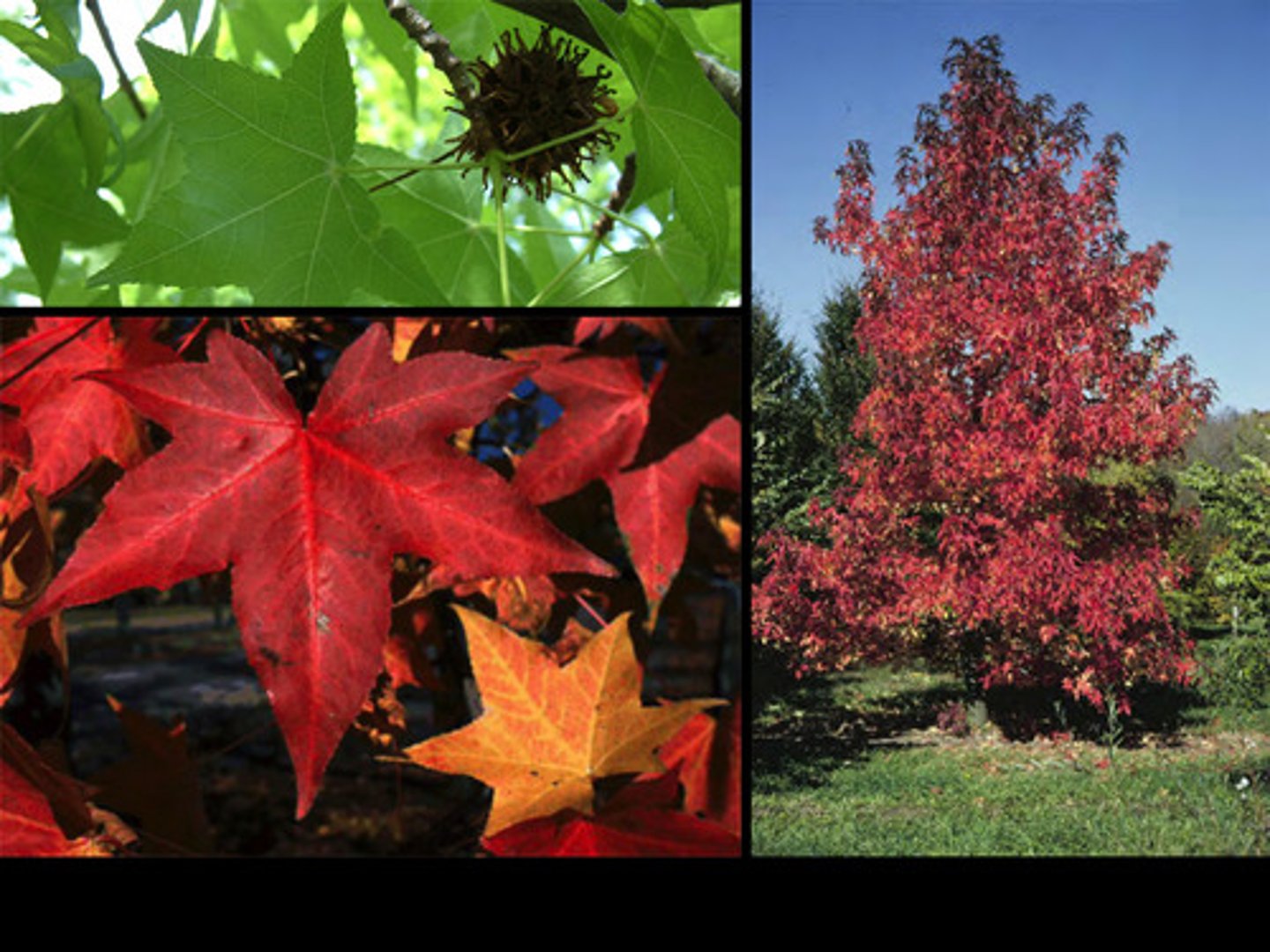 <p>Alternate leaf arrangement</p><p>Blooms green or yellow in the spring</p><p>5 points on leaves</p>