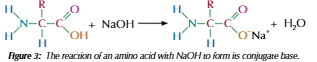 <ul><li><p>Carboxylic group in amino acid reach = conjugate base</p></li><li><p>Can combine with positive ion = salt</p></li></ul><p></p>