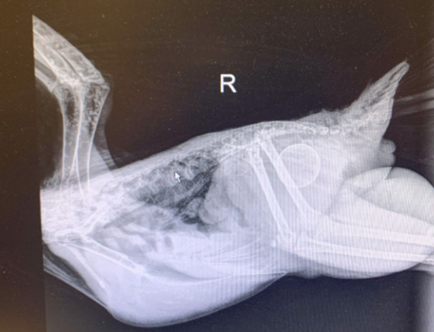 <p>Describe some things you see in this bird</p>