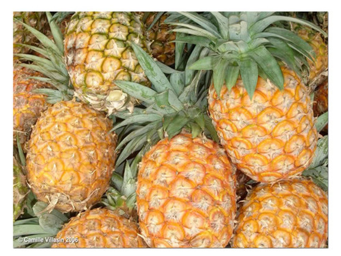 <p>pineapple</p>