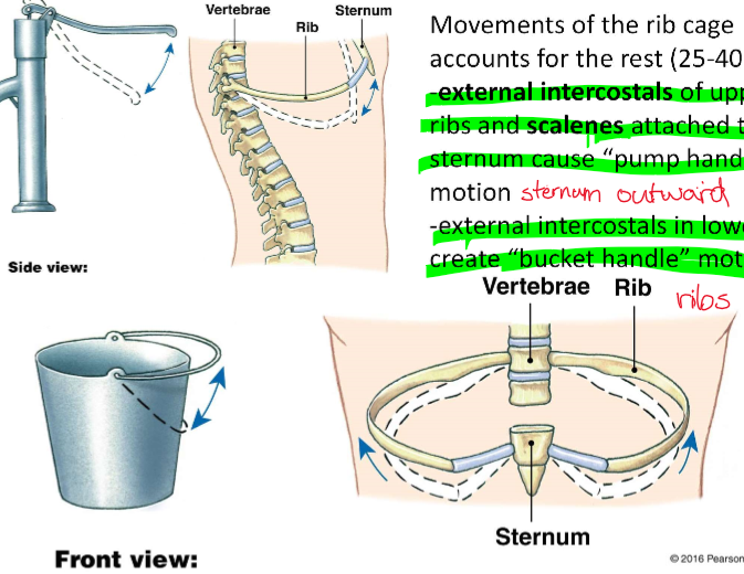 <ul><li><p>60-75% of inspiratory volume change is due to diaphragm contracting to move downward/flatten</p></li><li><p>40-25% due to movements of the rib cage</p><ul><li><p>Pump handle: external intercostals of upper ribs and scalenes attached to sternum pull the sternum outward</p></li><li><p>Bucket handle: external internal intercostals of lower ribs pull ribs up and out</p></li></ul></li></ul>