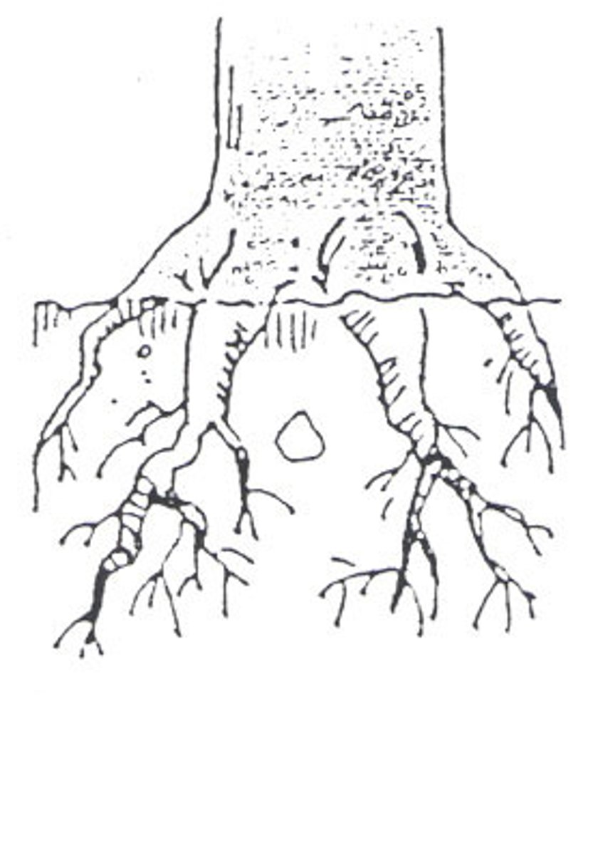 <p>root</p>