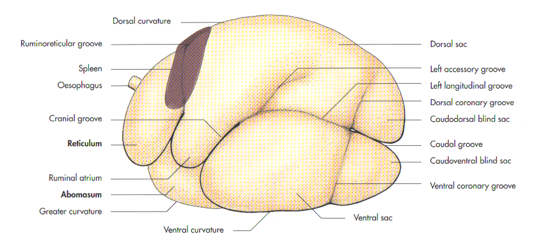 <ol><li><p><strong>sulcus ruminoreticularis </strong>(with ostium ruminoreticulum)</p><ul><li><p>In between the rumen and reticulum.</p></li></ul></li><li><p><strong>Reticulum</strong></p></li><li><p><strong>Abomasum</strong></p></li><li><p><strong>sulcus cranialis </strong></p></li><li><p><strong>sulcus caudalis </strong></p></li><li><p><strong>saccus dorsalis </strong></p></li><li><p><span>correspond to the<strong> pilae ruminis</strong> on the inner surface of rumen. Together on the inside, it has<strong> papillae ruminis</strong> surrounding them.</span></p></li><li><p><span><strong>sulcus coronaris dorsalis </strong></span></p></li><li><p><span><strong>sulcus longitudinale sinister </strong></span></p></li><li><p><span><strong>saccus ventralis</strong></span></p></li><li><p><span><strong>sulcus coronaris cventralis</strong></span></p></li><li><p><span><strong>saccus ceccus caudoventralis </strong></span></p></li><li><p><span><strong>saccus seccus caudodorsalis </strong></span></p></li></ol><p></p>