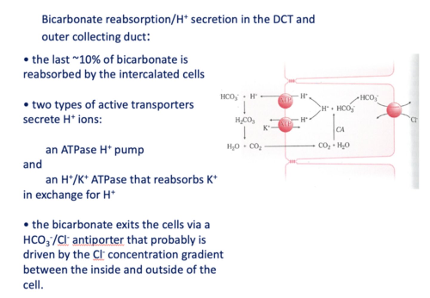 <p>- H+ ATPase pump</p><p>- K+/H+ ATPase</p>