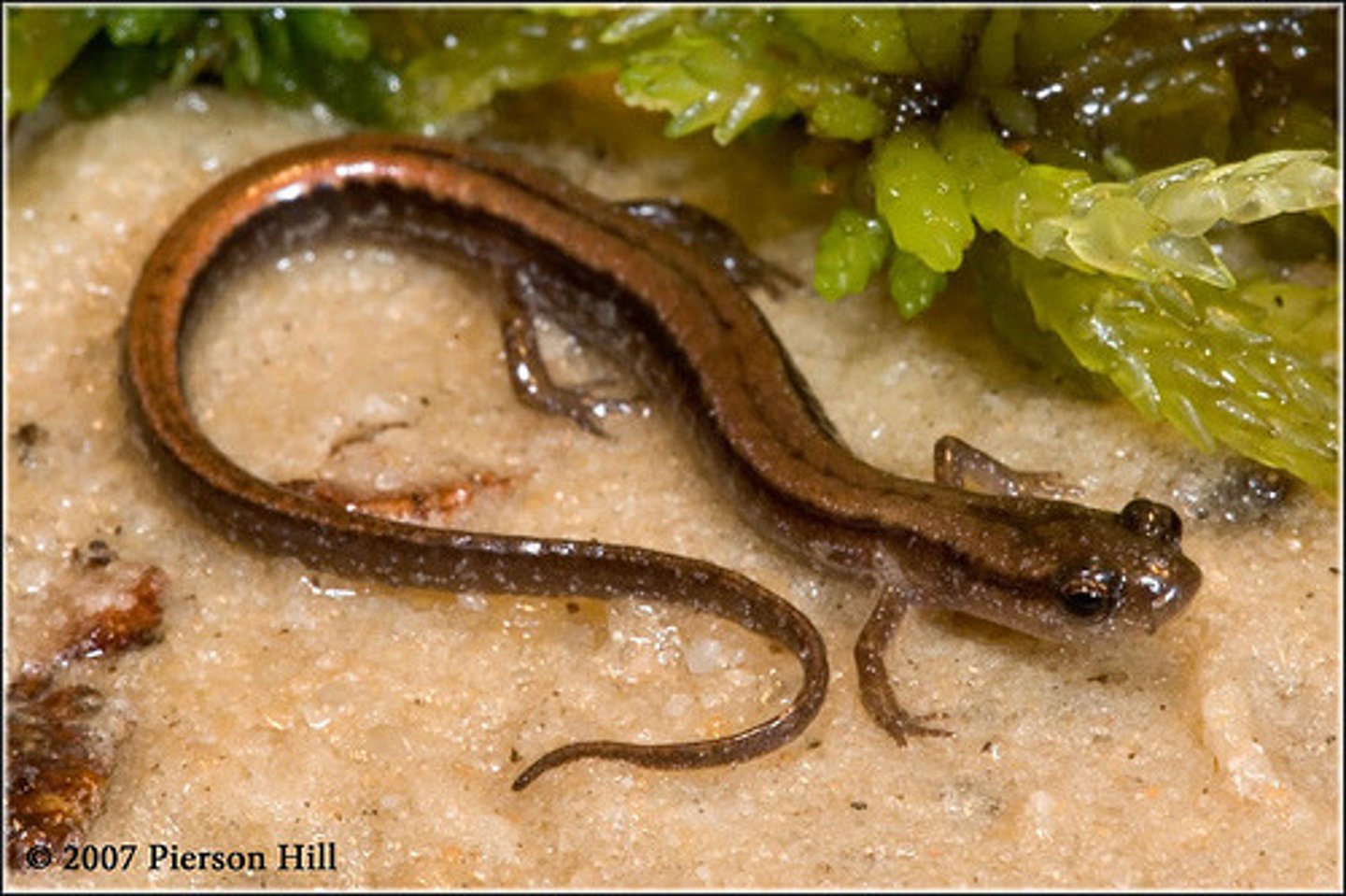 <p>What salamander has:</p><p>- A broad yellow/brown back stripe bordered by two darker, parallel stripes</p><p>- A bright yellow belly</p><p>- A small body</p><p>- Four toes on each hind foot</p><p>- Hatchlings in June</p><p>- A range in the low piedmont/upper coastal plain (an almost stripe across middle GA) in bay swamps and seepage ravines</p>