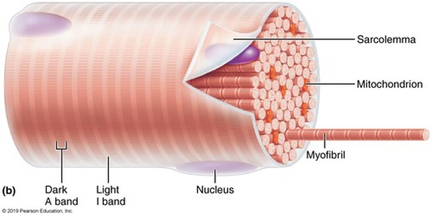 <p>Cytoplasm of a muscle fiber</p>