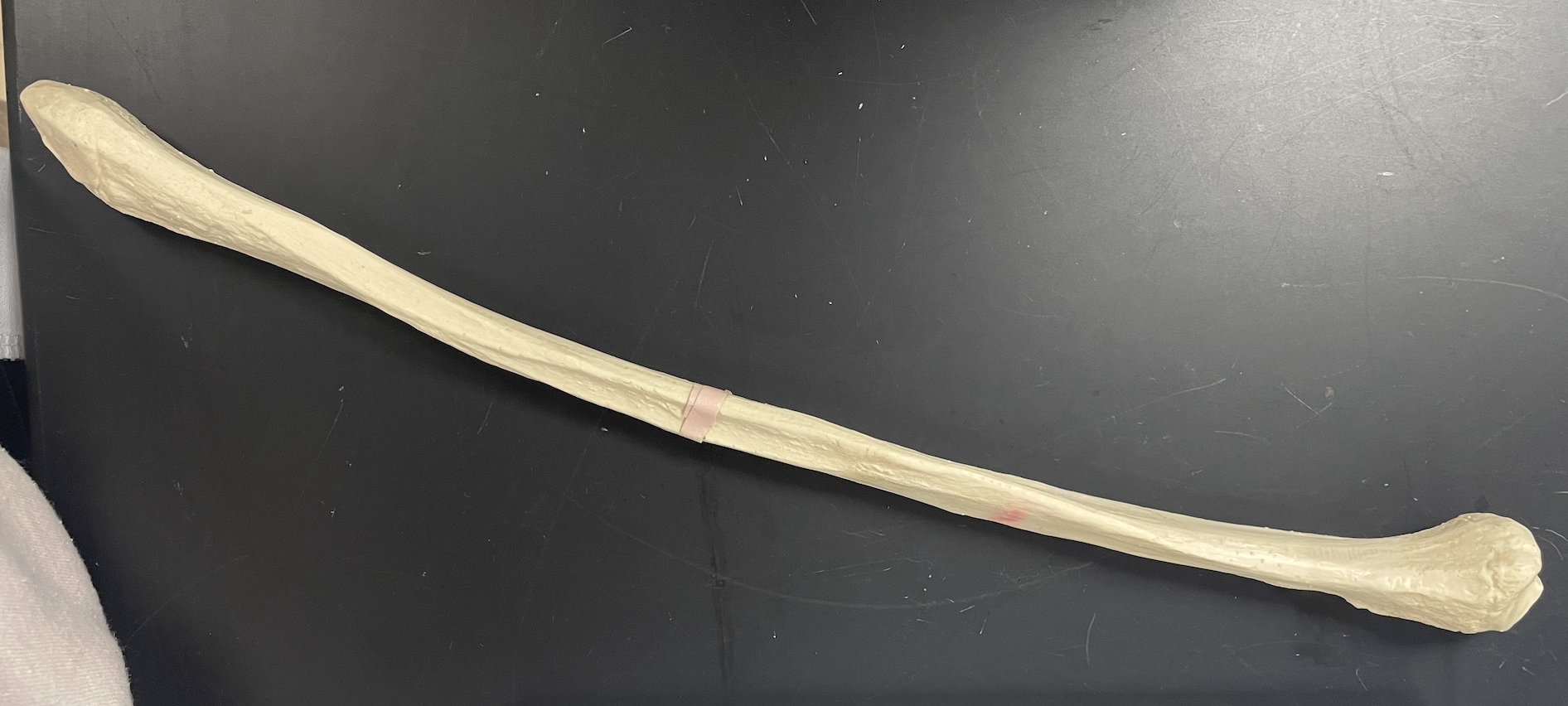 <p>Name this Bone?</p>