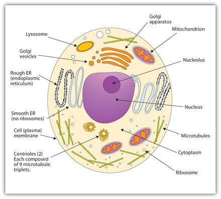 Describe the functions of the following organelles of an an animal cell: Nucleus, Cell Membrane, Cytoplasm, Endoplasmic Reticulum, Golgi Body, Ribosomes, Mitochondria, Lysosomes, Centrioles.