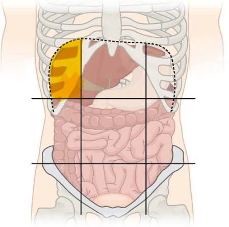 <p>liver, gallbladder, right kidney, small intestine</p>