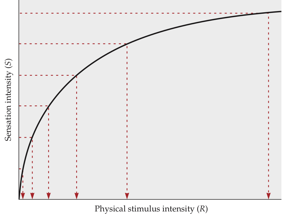 <p>Fechner’s Law</p>