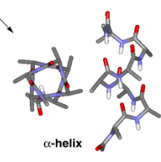 <p>α helix</p>