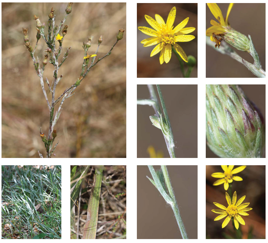 <p>Grassleaf goldenaster</p>